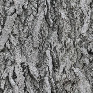 Photo High Resolution Seamless Tree Bark Texture 0003